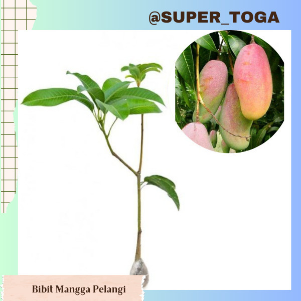TANAMAN BUAH MANGGA MAHACHANOK atau bibit mangga pelangi bibit mangga mahachanok hasil okulasi