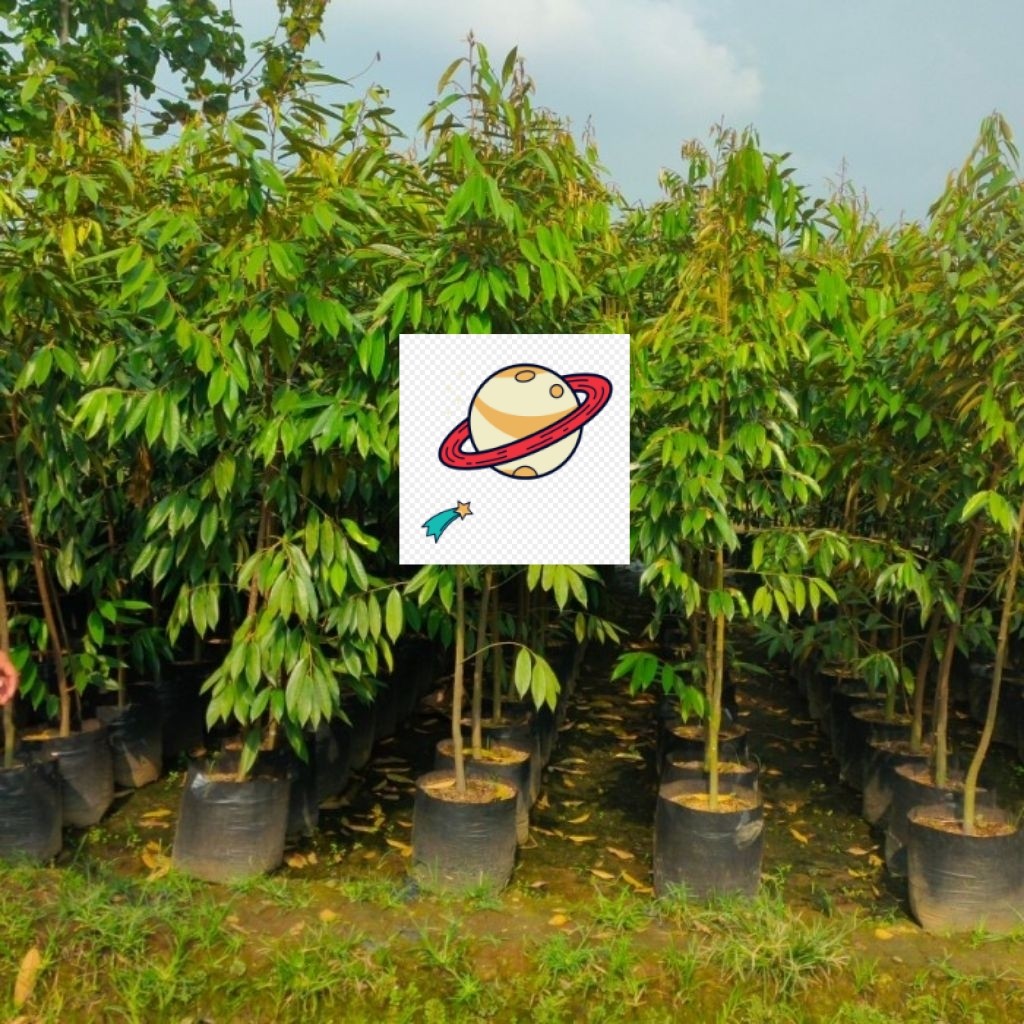 bibit durian 2meter'an bawor dan musang king