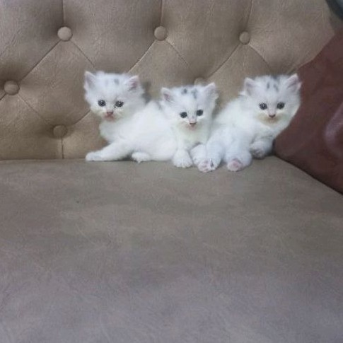 Adopsi Kucing British Mix Persia - 1002