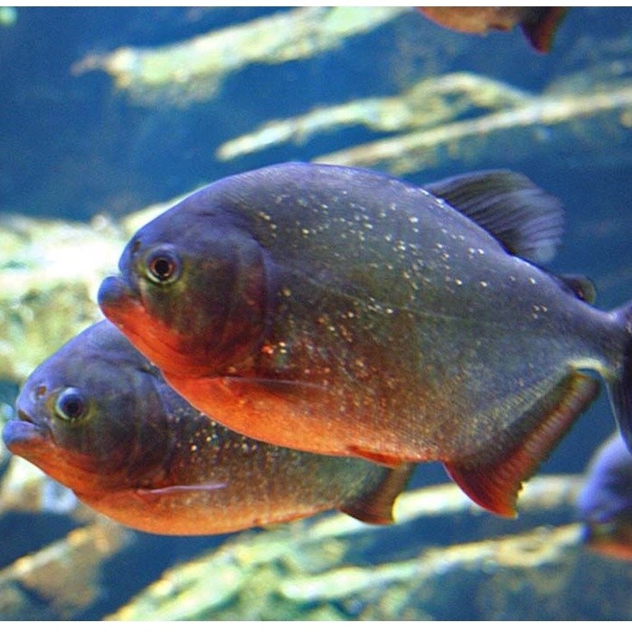 (3pcs) IKAN PIRANHA RBP IKAN PREDATOR