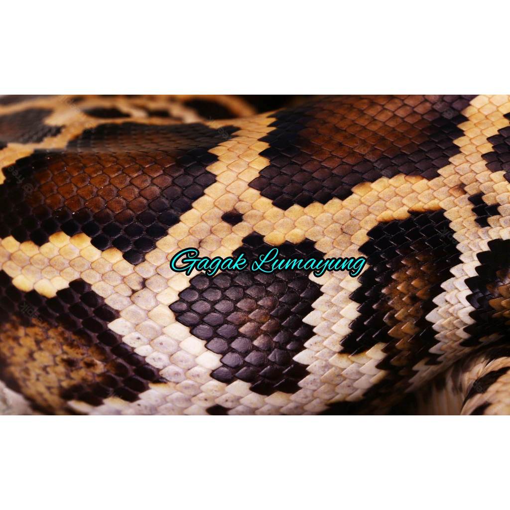 Stiker motif sisik ular Albino² 100x50cm camo outdoor