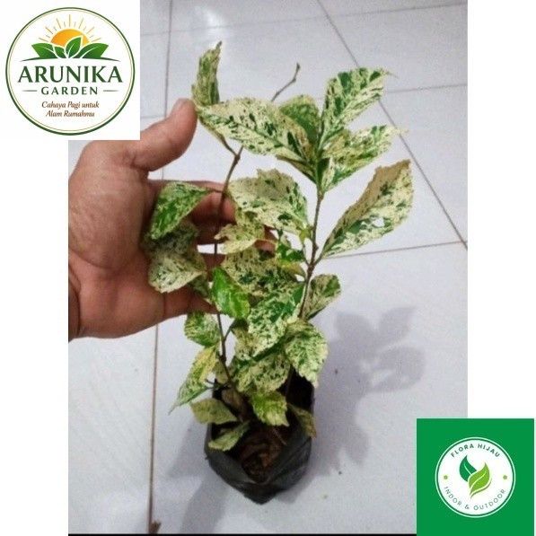 ~ Tanaman hias teh tehan varigata tanaman pagar.