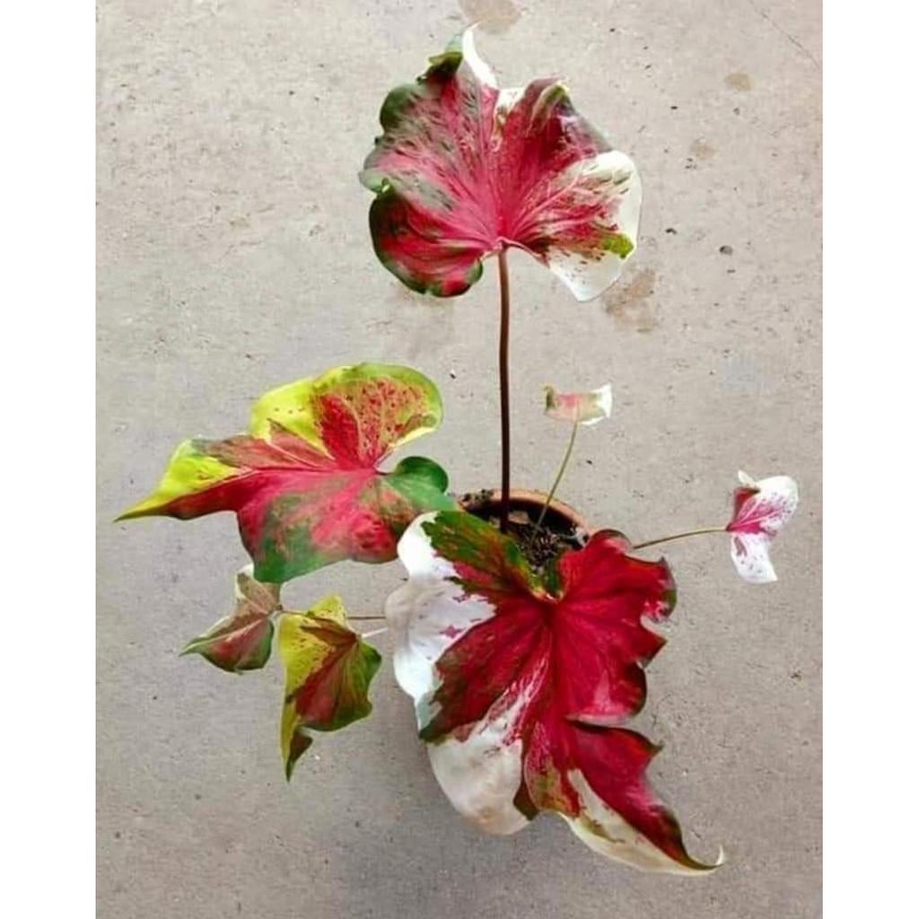 Umbi Caladium nopakau - keladi hias NPK Hybrid import thailand