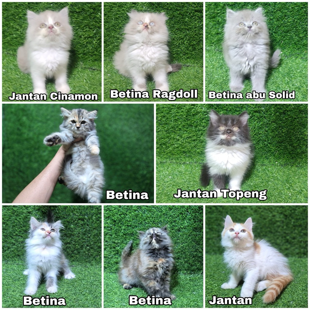 JUAL kitten anak kucing anggora persia angora 2.5 bulan jantan betina bulu super lebat peaknose flat
