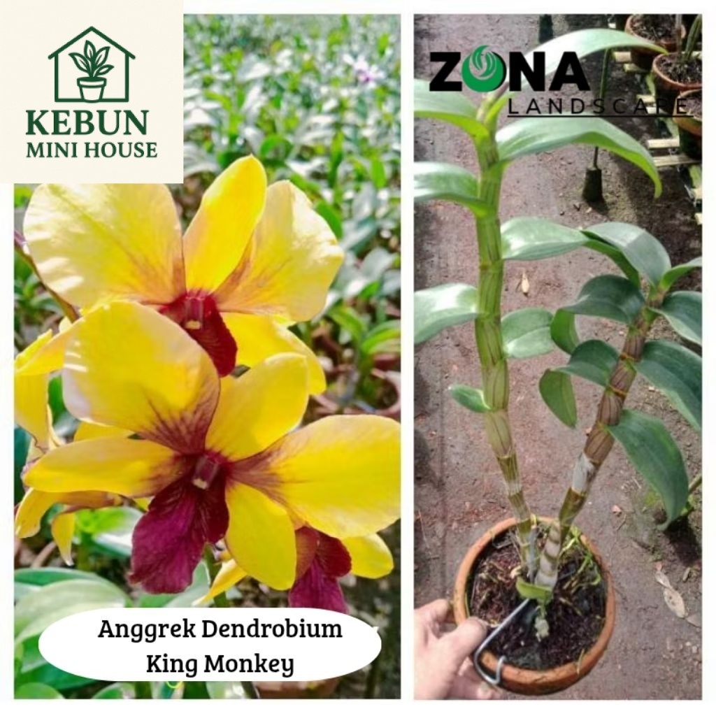 NEW Anggrek Dendrobium King Monkey (+ Pot Tanah Liat & Media) Anggrek dendro import