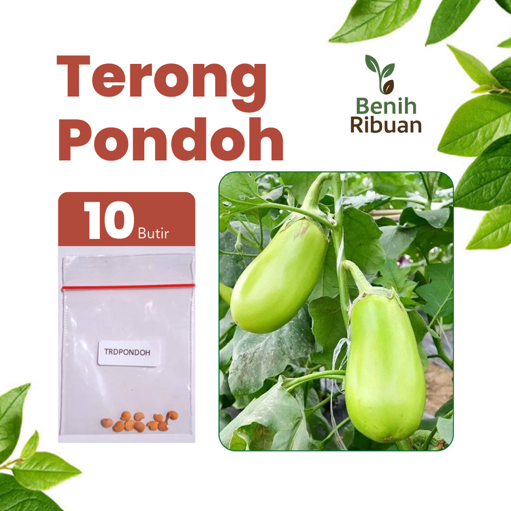 BENIH RIBUAN - Benih Sayur Terong Pondoh, Bibit Sayuran Terong Pondoh Unggul Bibit Terong Super
