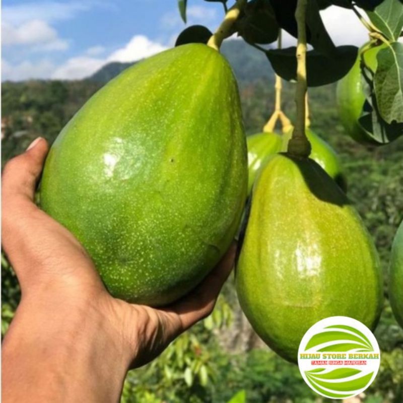 Bibit Alpukat Mentega Jumbo Tinggi -+50cm