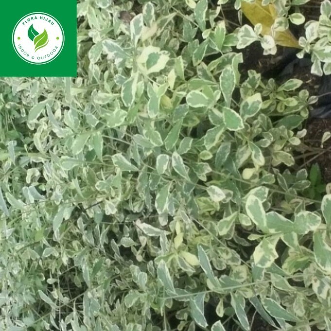 ~ Tanaman hias menjuntai Lee Kwan yew Varigata - Lee Kwan Yu Varigata