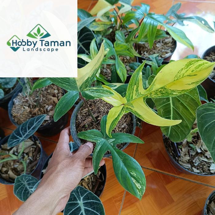 tanaman Philodendron florida beauty variegata