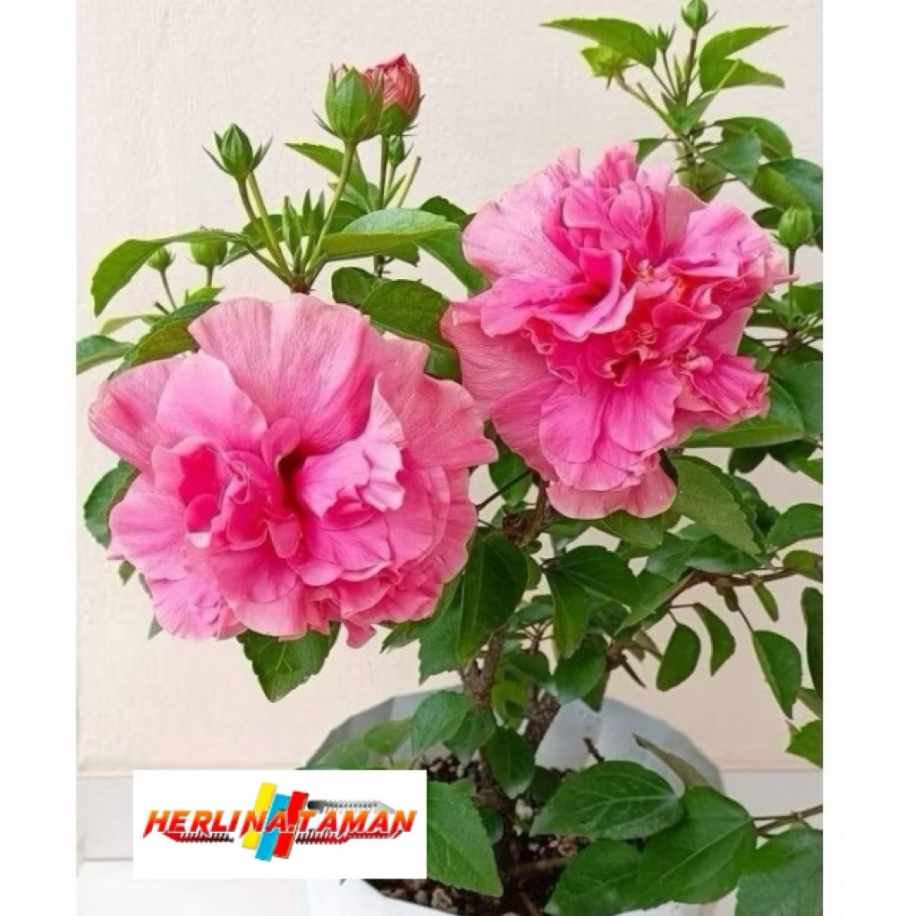 Kembang sepatu bunga pink - Pohon kembang sepatu