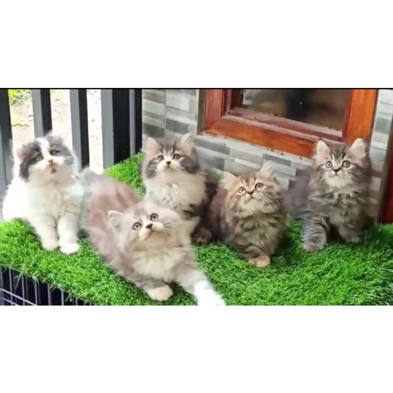 Kucing kitten Persia longhair