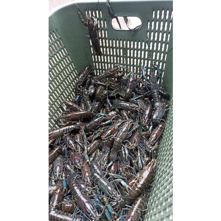 pakan hiasan Lobster air tawar betina 5 inch