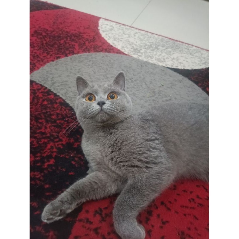 Kucing British Shorthair