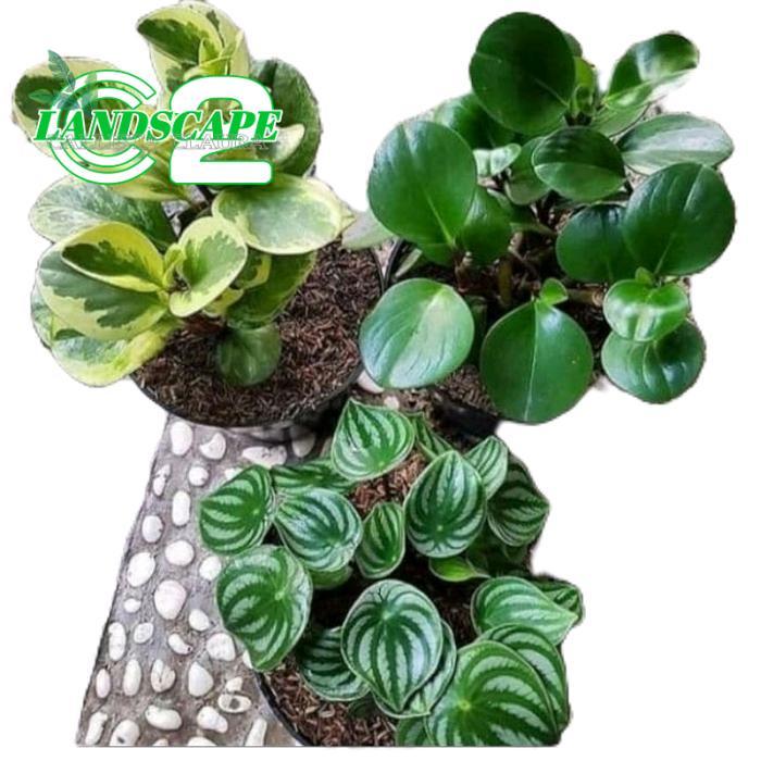 tanamanhias peperomia - paket 3 tanaman peperomia watermelon peperomia teplan hijau peperomia teplan