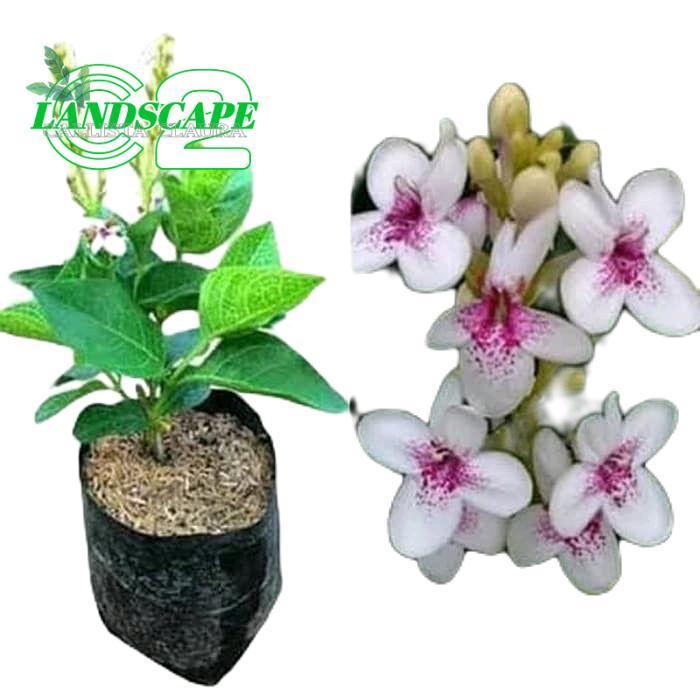 tanamanhias bunga melati jepang - tanaman melati jepang - bunga melati jepang - melati jepang bunga