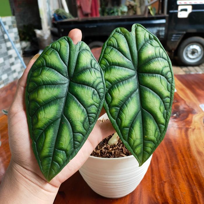 Tanaman Hias Alocasia Dragon Scale - Alocasia Baginda