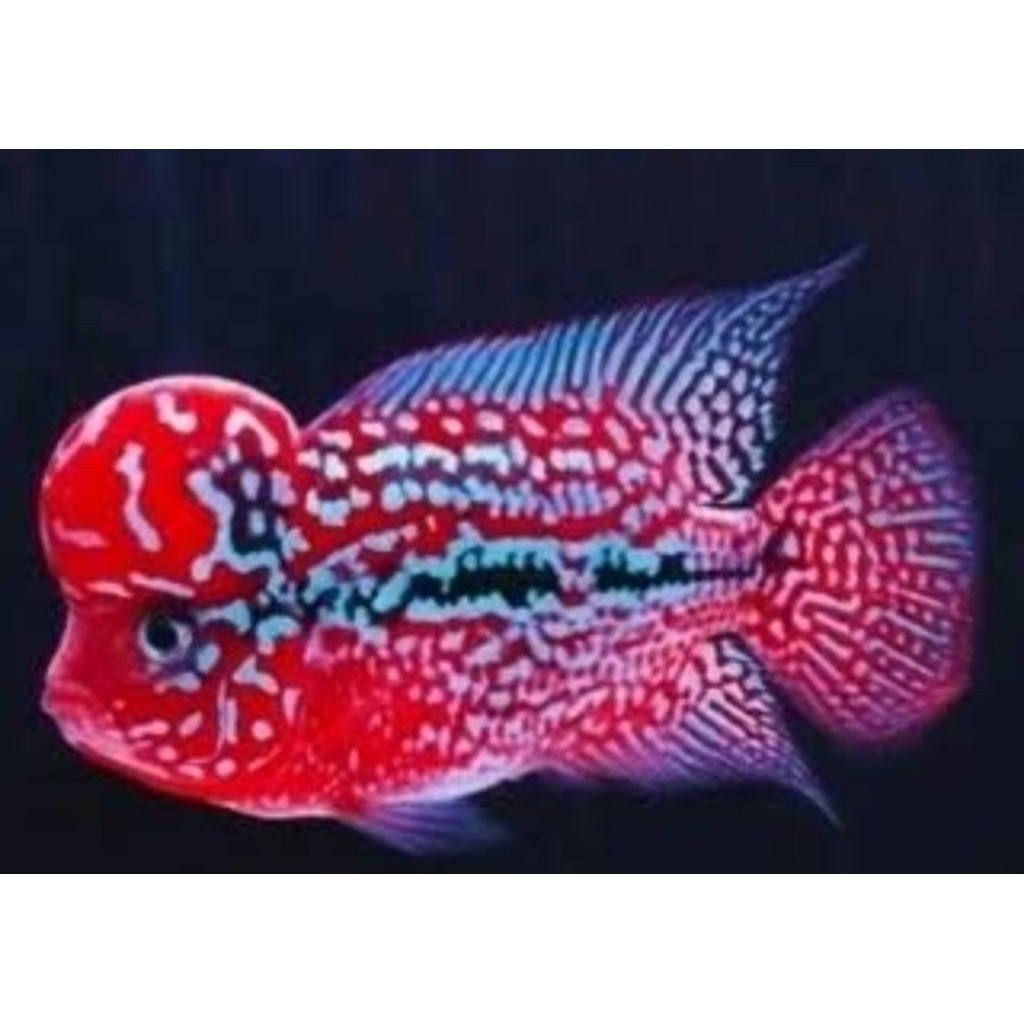 louhan kamfa f2 vvip thailand size 3-5 cm