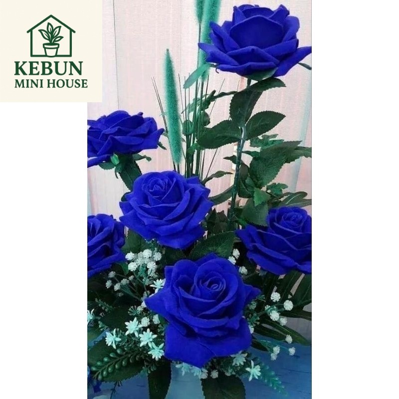 NEW Promoo tanaman hias bunga mawar bunga biru - tanaman hias bunga mawar - bunga mawar