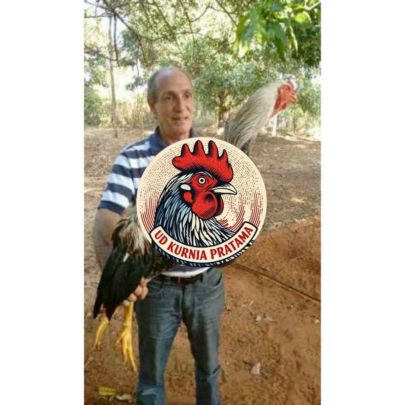 TELUR AYAM GOWA / GORILA JAWA SUPER  UNTUK DI TETASKAN UD KURNIA PRATAMA