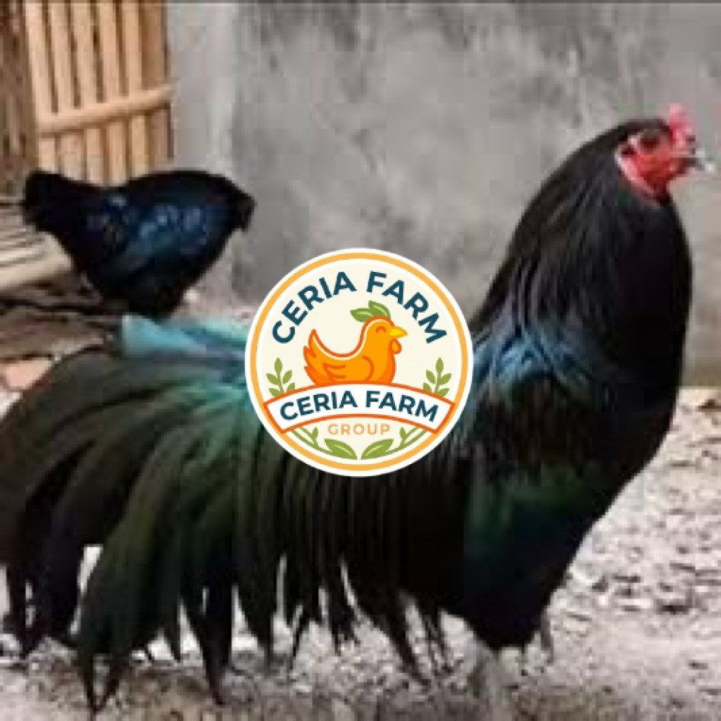 TELUR FERTIL AYAM BS (BLACK SUMATERA) UNTUK  DITETASKAN CERIA FARM GROUP
