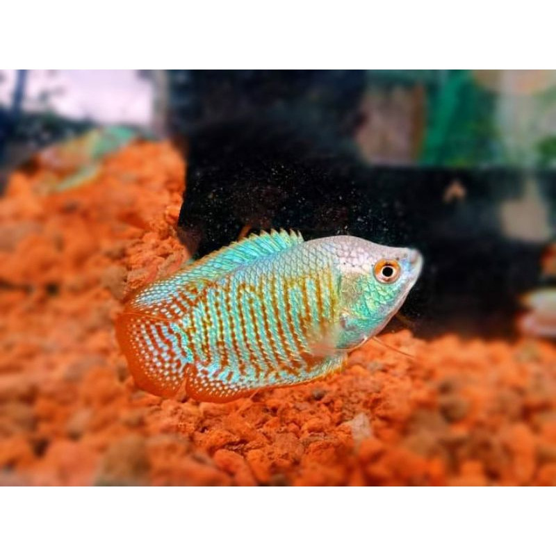 HIASAN AQUARIUM SEPASANG SEPAT ALLIUS RALLIS / GURAMI MINI NAGUS