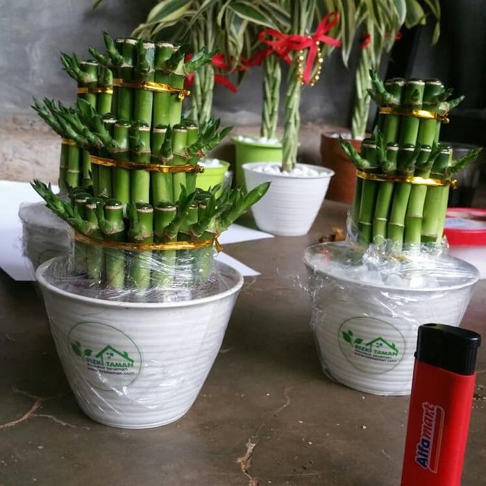 Bambu hoki | souvenir tanaman lucky bamboo Terlaris