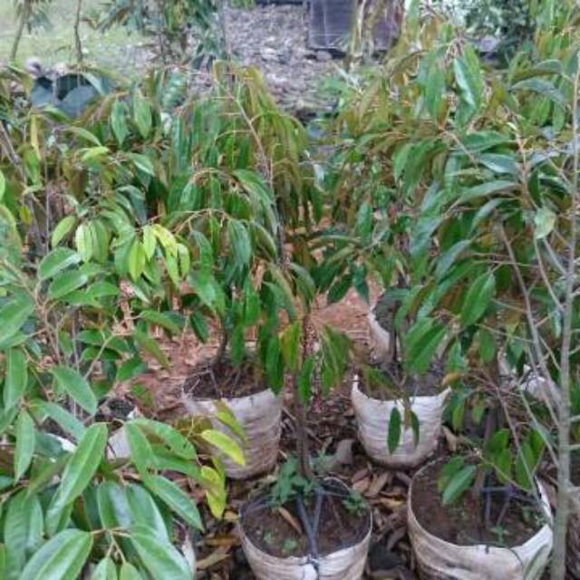 Bibit Durian Bawor Dongkelan Tinggi 1 meter Lebih