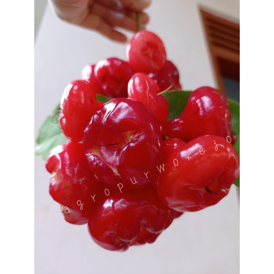 Hemat-Bibit Tanaman Jambu Kancing I Jambu Wer - Cocok Untuk Rujak stok sesuai etalase