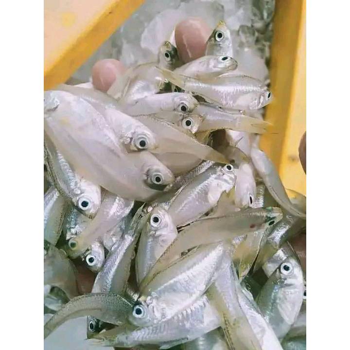Ikan Wader Segar 1kg – Fresh Frozen Baby Fish Premium