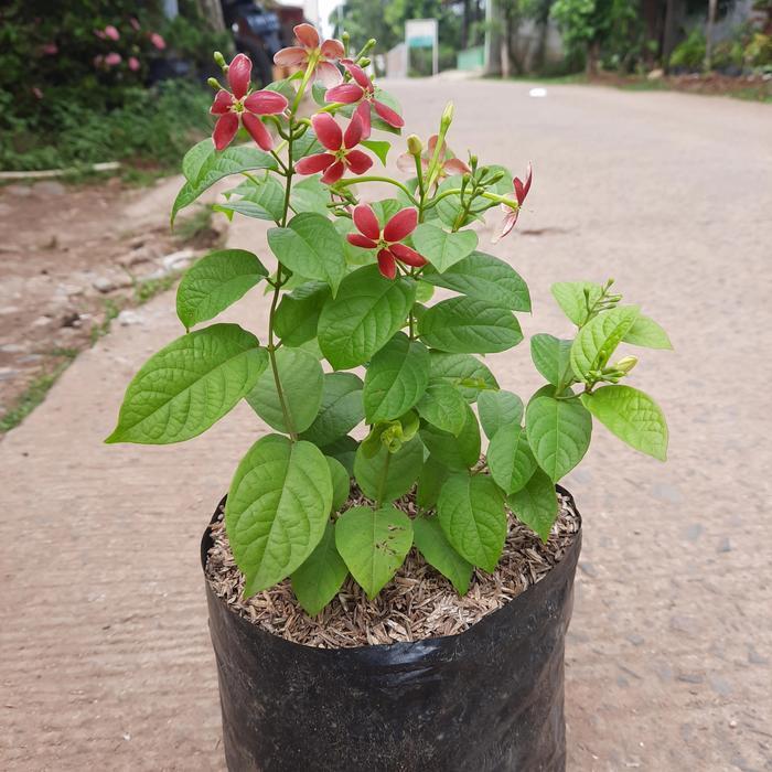 tanaman hias melati belanda - pohon bunga melati belanda