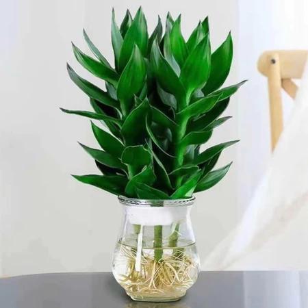 tanaman hias bambu keberuntungan guanyin media tanam air hiasan meja rumah