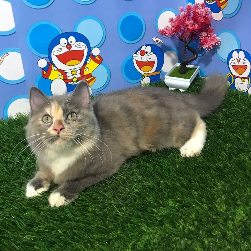 kucing Persia, mainecoon, nowergian, ragdoll, Munchkin, Siberian