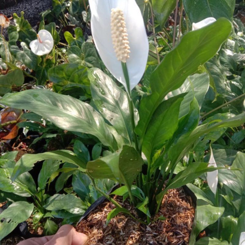 peace lily / pohon penyerap racun, peace lily..