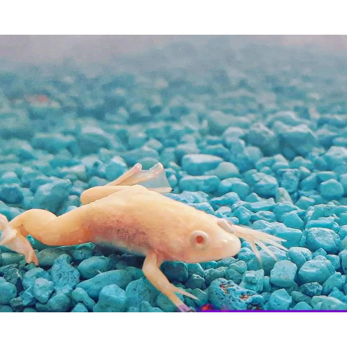 Katak Air Albino Afrika / African Dwarf Frog / Katak Hias Aquascape