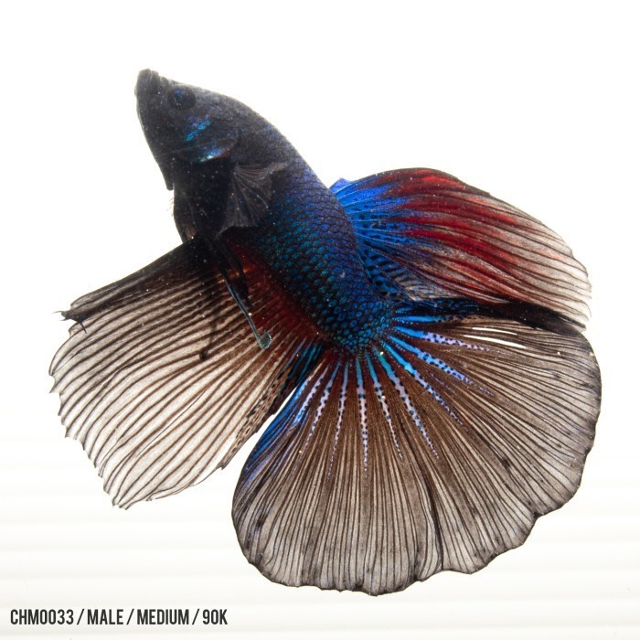Betta Halfmoon Avatar / Dark Blue / Cupang Hias Halfmoon