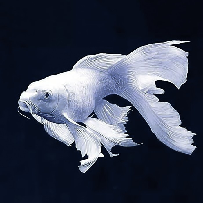 Koi Platinum Butterfly Short Body / Huedielong / Naga Air Platinum