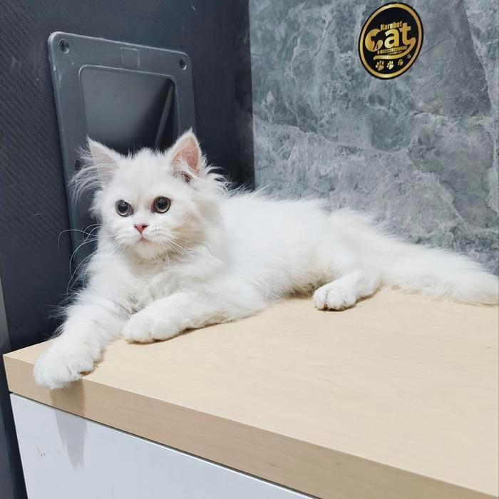 kucing persia maincone Norwegian white solid