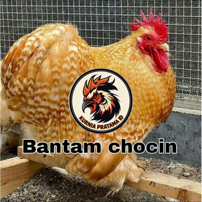 Telur ayam hias bantam chocin fertil ditetaskan - bantam chocin KURNIA PRATAMA ID
