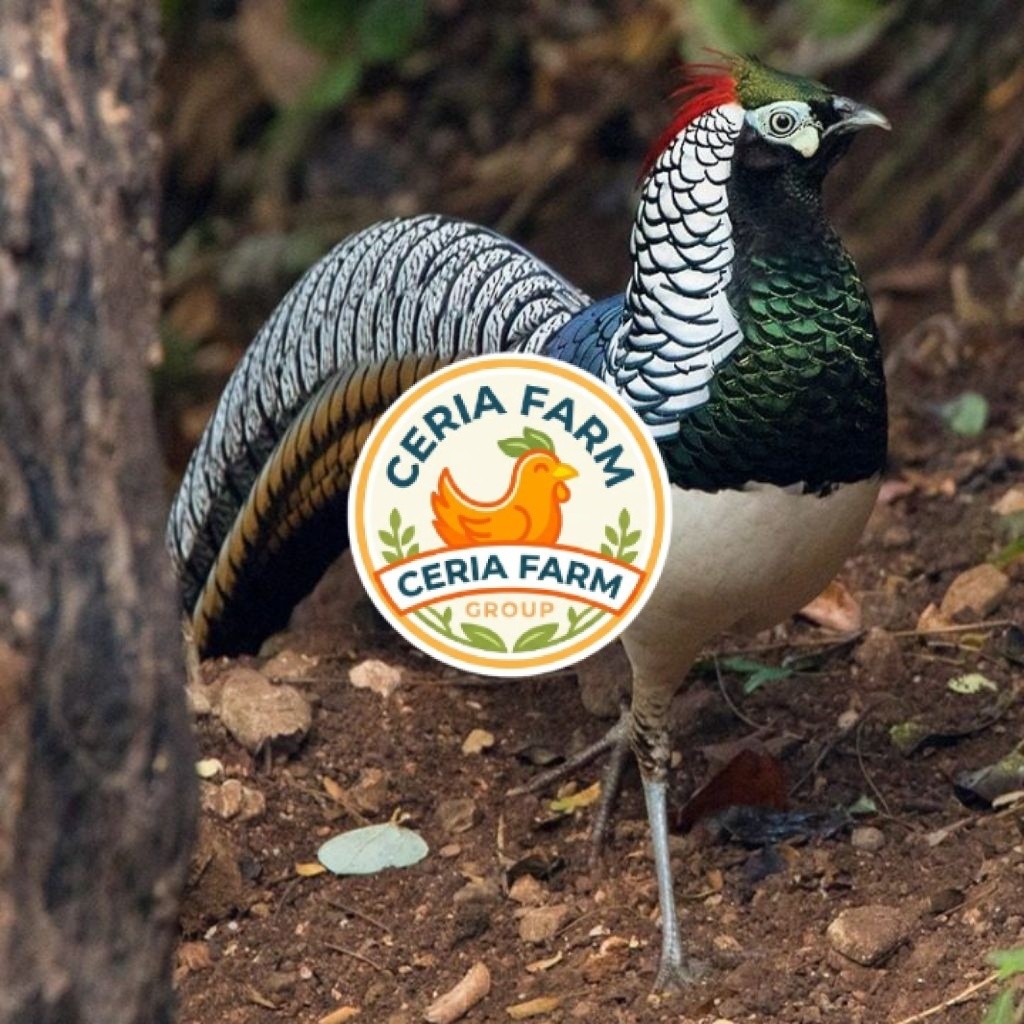 Telur Ayam Hias Ringneck Lady Amherst Pheasant Fertil Untuk Ditetaskan CERIA FARM GROUP