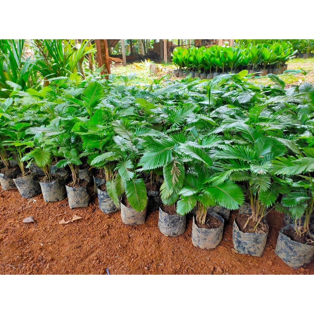 Tanaman Hias Pohon Palem Paris Mini