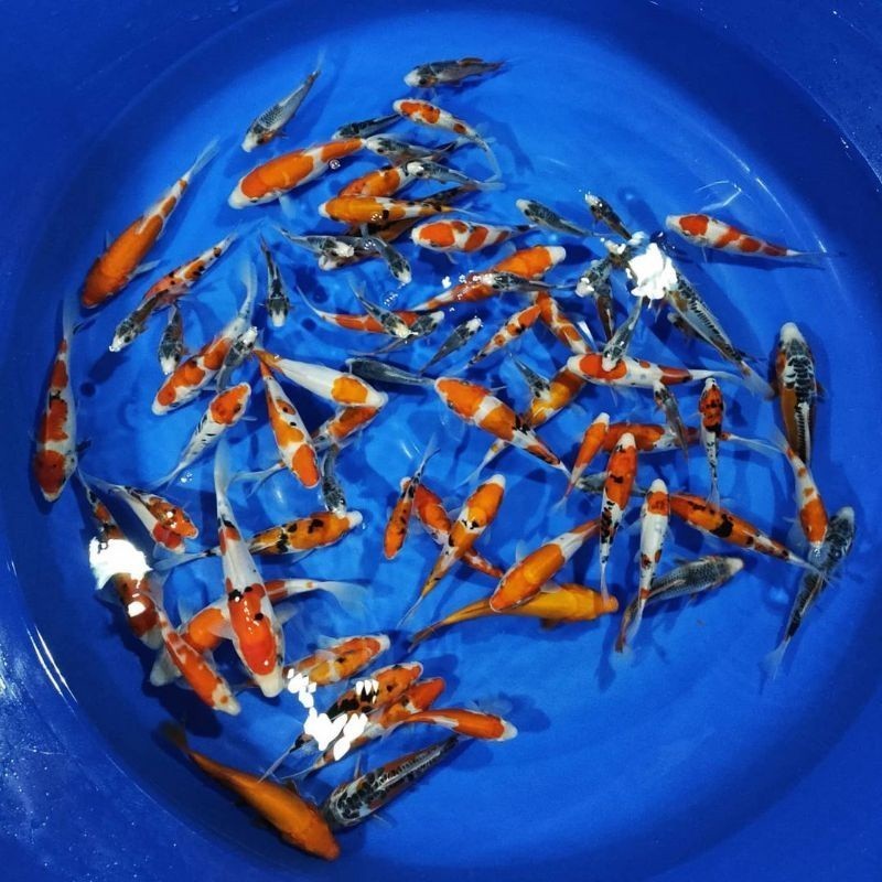 ko1 Ikan Koi Size 10-15 Kohaku Sanke Shiro Showa layak di budidaya