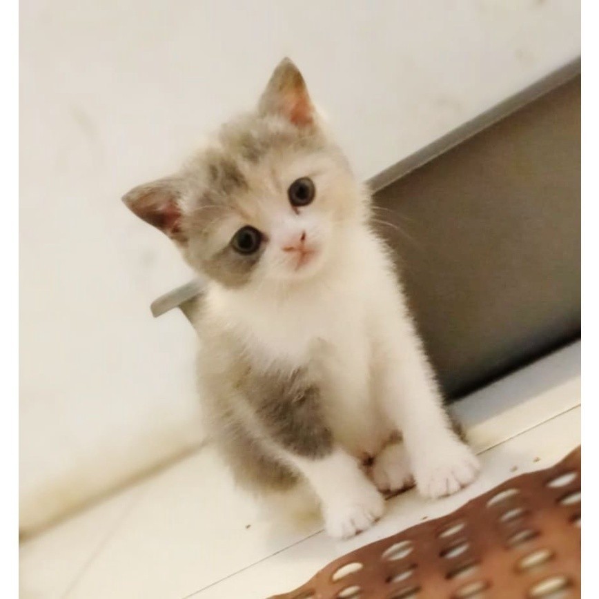 Kitten british short hair /BSH betina 2,5 bulan Pure BSH Gembul Super