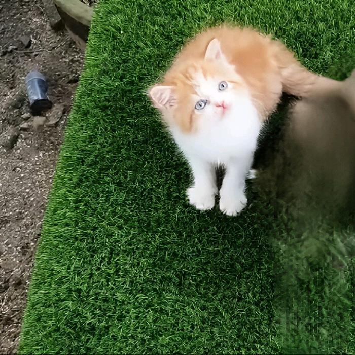 kucing kitten persia flatnose - persia flatnose