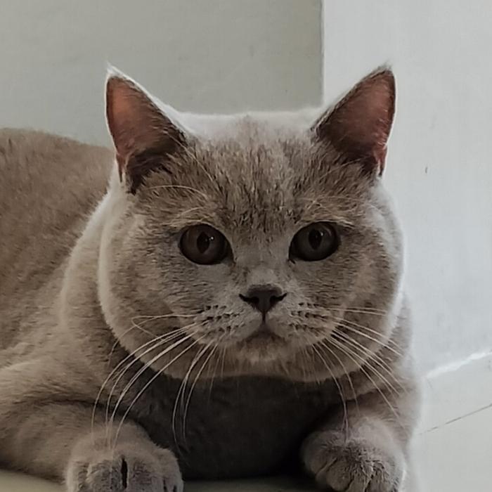 kucing british short hair jantan