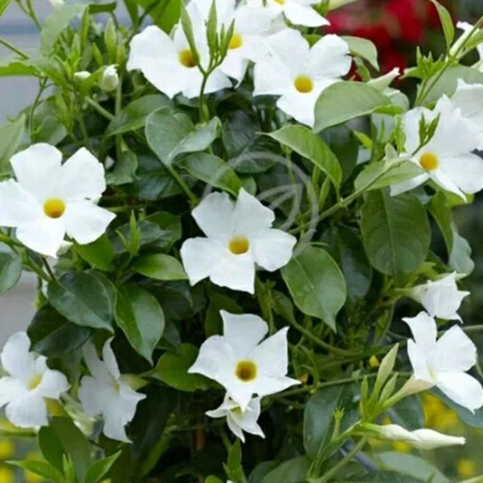 tanaman hias rambat bunga mandevilla putih-tanaman pergola