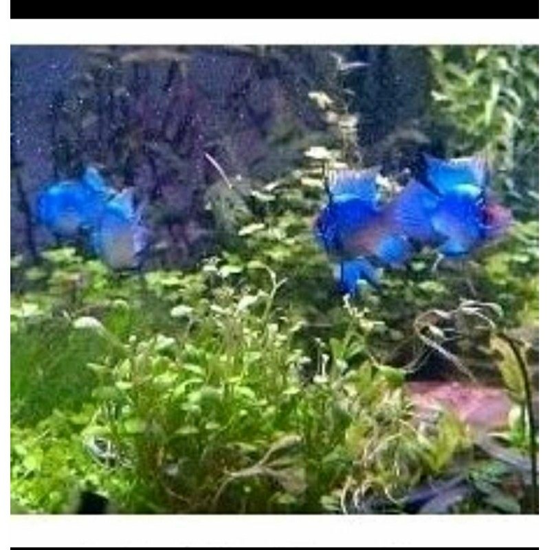 Ikan ramarezy blue electric bisa COD