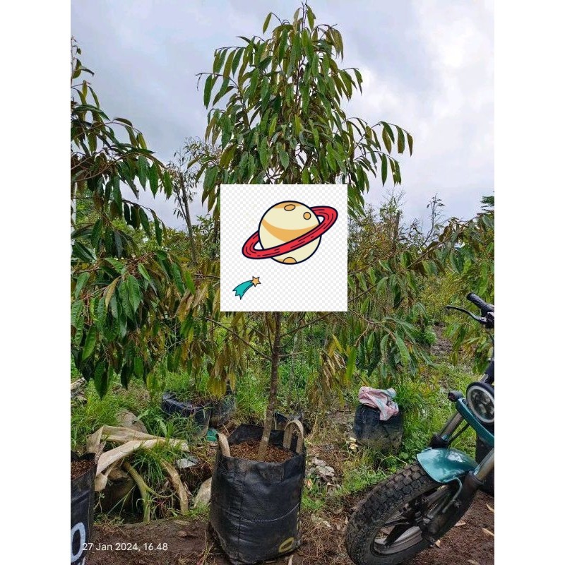 Bibit Durian Super Uk 2 Meter FULMEDIA 50kg GRATIS PACKING KAYU