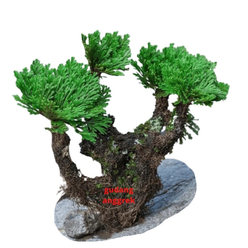 bonsai mini selaginella tanaman paludarium