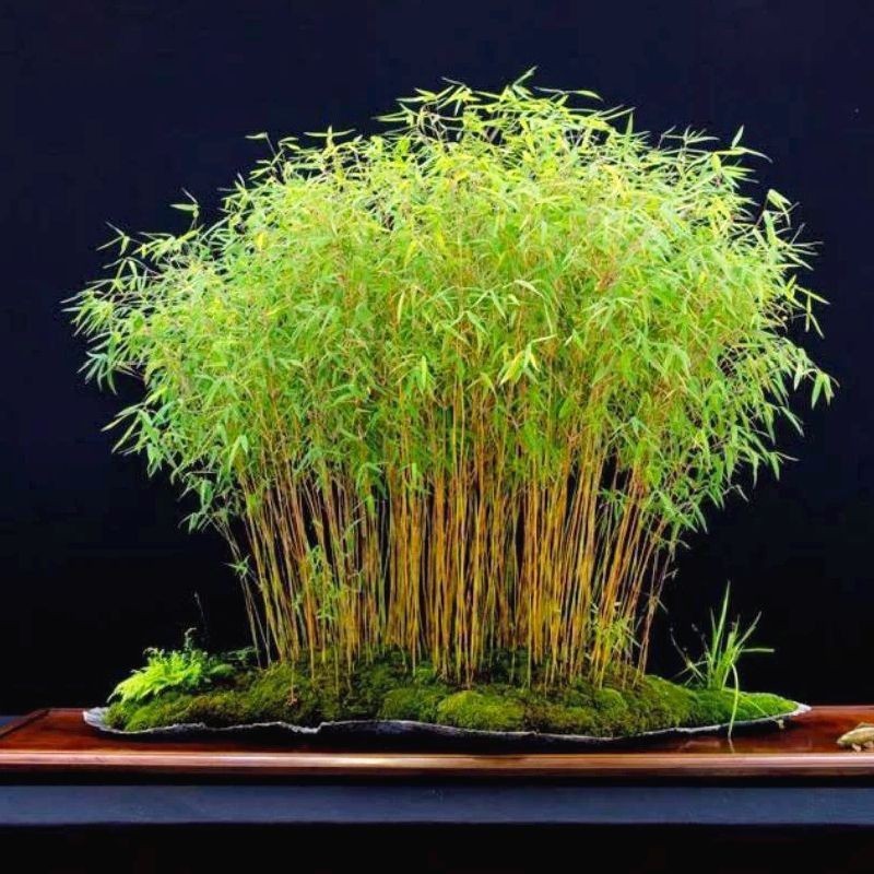 tanaman BAMBU KUNING JEPANG