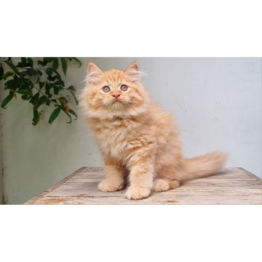 KUCING PERSIA MEDIUN BETINA 3 BULAN RED TABBY